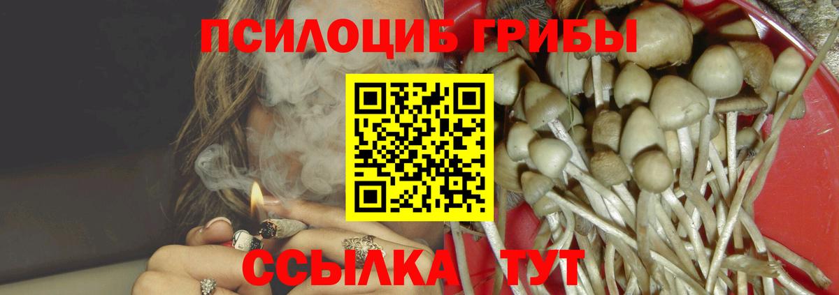 Псилоцибиновые грибы Psilocybe Дубна